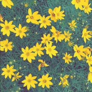 Meet your Posher, Savannah